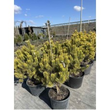 Сосна горная Оранж Сан  d 0,7-0.8 м